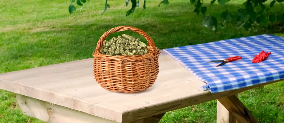 How big are the yields? autoflower marijuana seeds