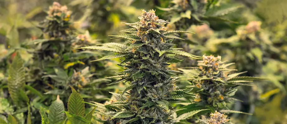 Growing GG#4 Original Glue gg strain growing