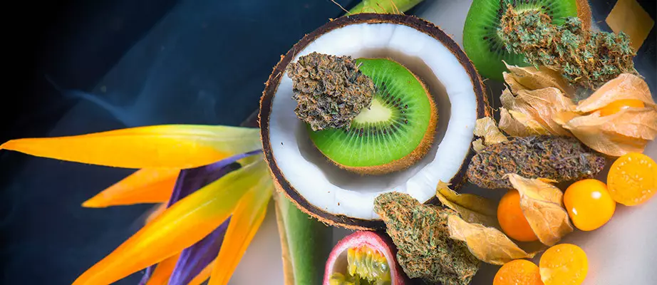 Top cannabis seeds by Delicious Seeds Delicious Seeds reviews