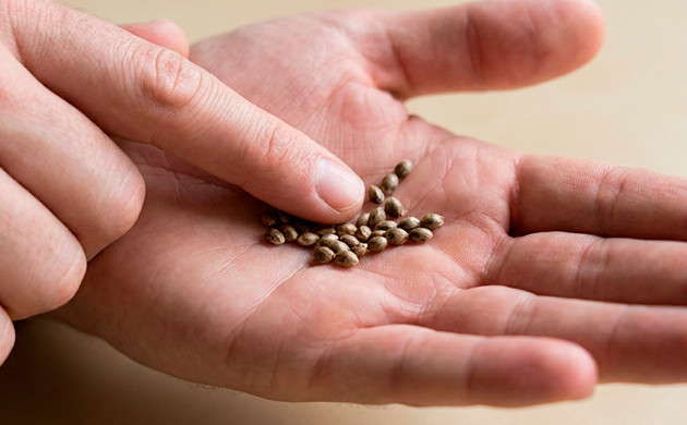 Take a look how a healthy seed should look healthy cannabis seeds