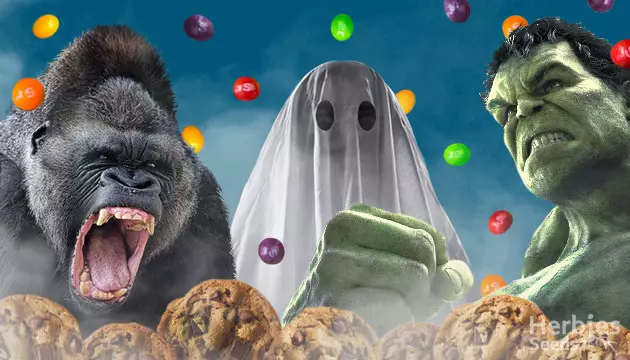 Highest THC Strains 2022 Highest THC Strains