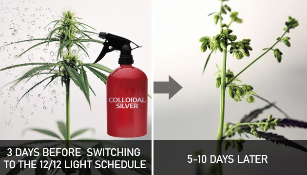 colloidal silver for cannabis