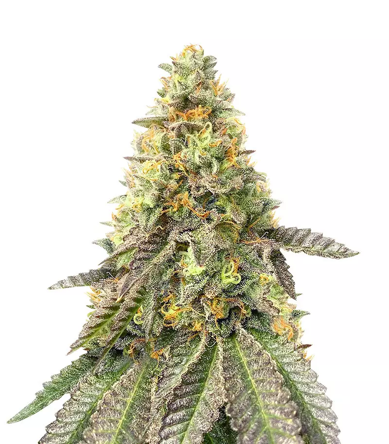 Girl Scout Cookies Fast Version strain Girl Scout Cookies Fast Version