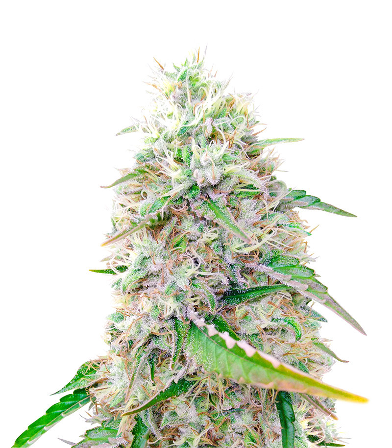 Sour Diesel strain Sour Diesel