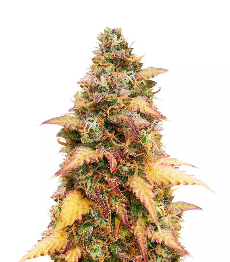 LSD Auto LSD Auto seeds