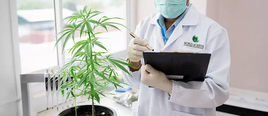 World Of Seeds World Of Seeds