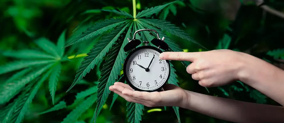 How much time does flowering take? autoflower weed seeds