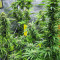 Kali Banner Feminized Seeds (AlphaFem Seeds)