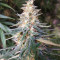 Shiva Shanti II Seeds