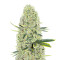 Kali Banner Feminized Seeds (AlphaFem Seeds)