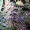 Shiva Shanti II Seeds