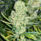 Kali Banner Feminized Seeds (AlphaFem Seeds)
