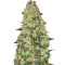 Auto White Widow CBD Seeds (GHS)