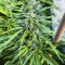 Kali Banner Feminized Seeds (AlphaFem Seeds)