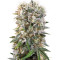Wappa feminized seeds