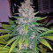 Sweet Skunk F1 Fast Version Seeds