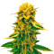 Sugar Black Rose Auto feminized seeds