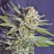 Killer Kush F1 Fast Version Seeds