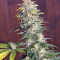 Killer Kush F1 Fast Version Seeds