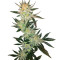 White Rhino regular seeds