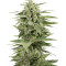 Industrial Plant Autoflowering CBD Seeds