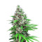 Killer Kush F1 Fast Version Seeds