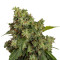 Auto Xtreme Seeds