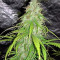 Cheese Autoflowering Seeds