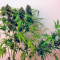 Auto New York City Seeds