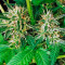 Sweet Skunk F1 Fast Version Seeds