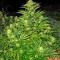 Shark Shock CBD Seeds