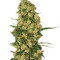 Wappa feminized seeds