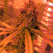 Cheese Autoflowering Seeds