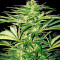 Shark Shock CBD Seeds