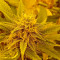 Auto New York City Seeds