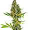 Sweet Cheese F1 Fast Version Seeds