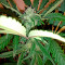 Industrial Plant Autoflowering CBD Seeds