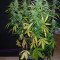 Sugar Black Rose Auto feminized seeds
