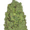 Auto New York City Seeds