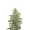 Cheese Autoflowering Seeds
