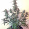 Auto Mazar Seeds