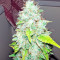 Afghan Kush X Skunk Seeds