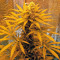 Top Dawg Seeds - Cannabis Strain Seeds for Sale