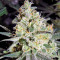 Wappa feminized seeds