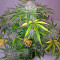 Industrial Plant Autoflowering CBD Seeds
