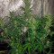 Cheese Autoflowering Seeds