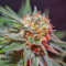 Killer Kush F1 Fast Version Seeds