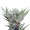 Sweet Skunk F1 Fast Version Seeds