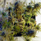 Wappa feminized seeds