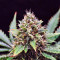 Sweet Skunk F1 Fast Version Seeds